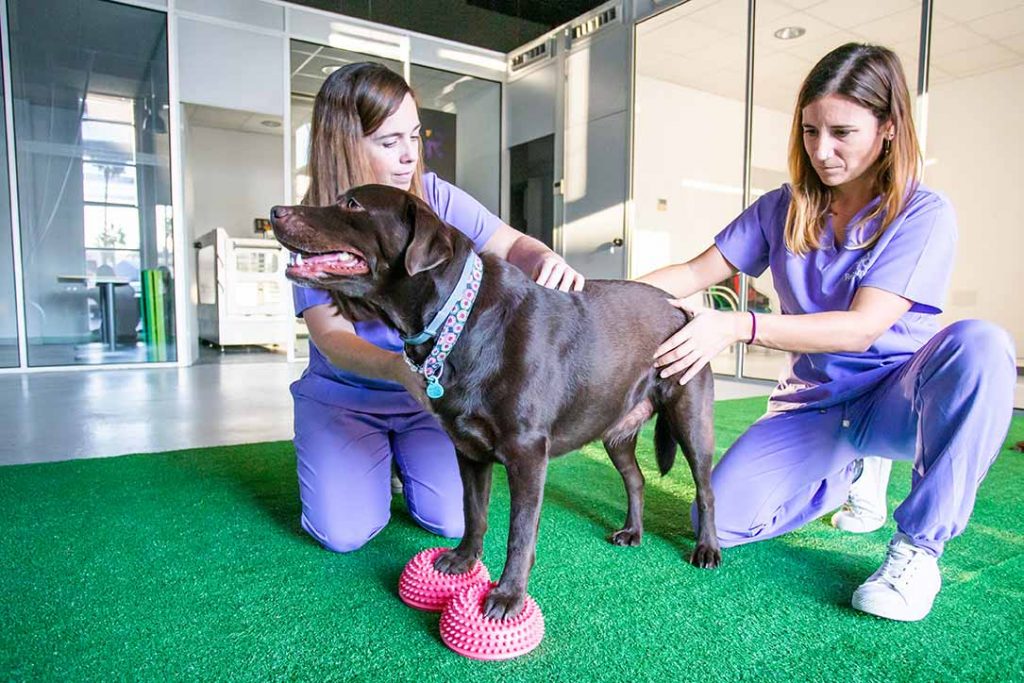 Centro de rehabilitación y ortopedia veterinaria