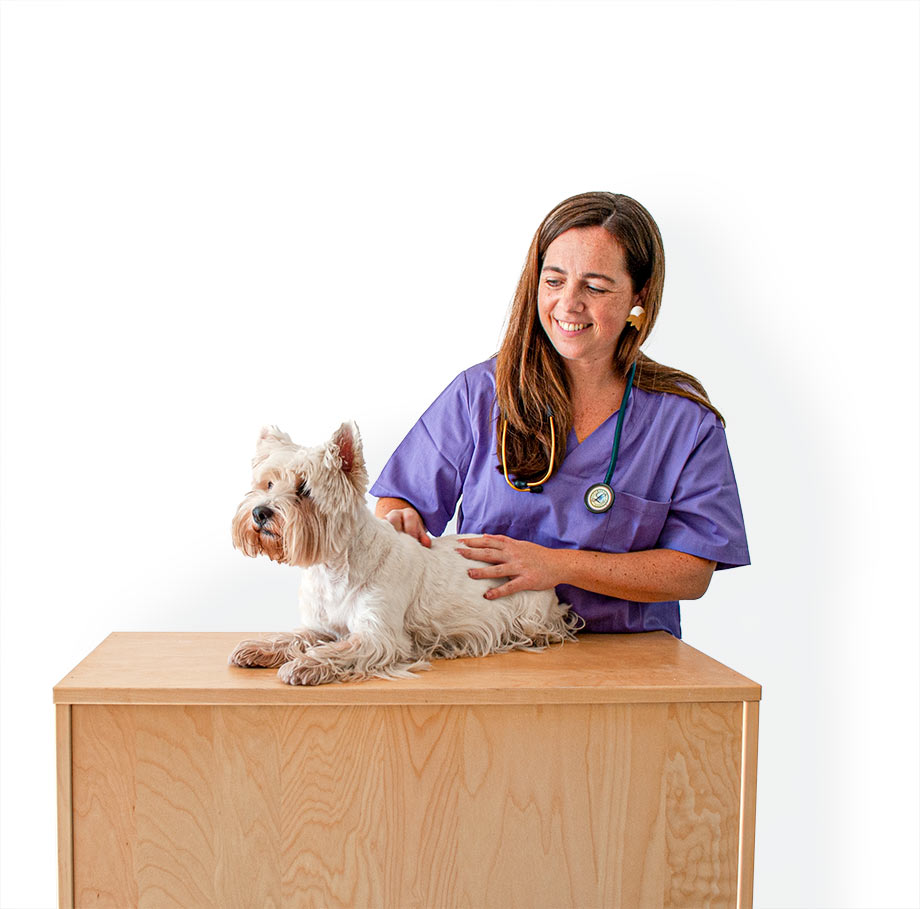 Veterinaria especializada en rehabilitación