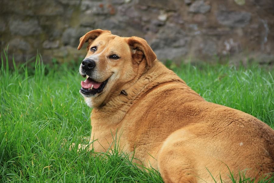 Obesidad en perros.